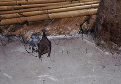 Platalina genovensium