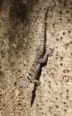 Oplurus cuvieri