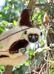 Propithecus coquereli