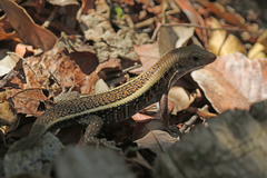 Zonosaurus laticaudatus