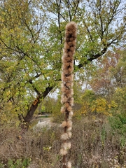 Liatris aspera