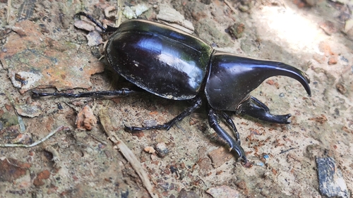Siamese Rhinoceros Beetle
