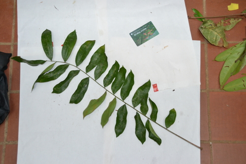 Image of Simarouba amara by (c) Letizia Weichgrebe, some rights reserved (CC BY)