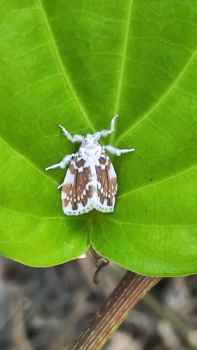 Pseudoadites frigida