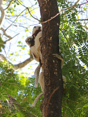 Propithecus coquereli
