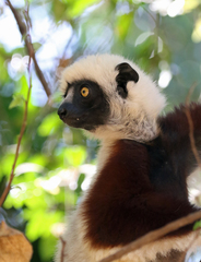 Propithecus coquereli