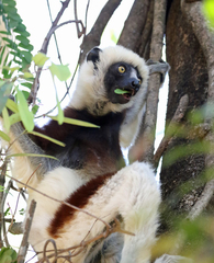 Propithecus coquereli