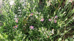 Athrixia phylicoides