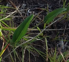 Ipomoea crassipes