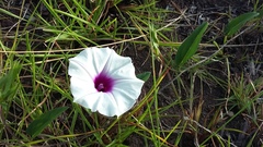 Ipomoea crassipes