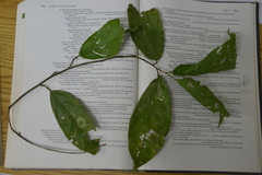 Quararibea asterolepis