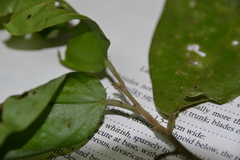 Quararibea asterolepis