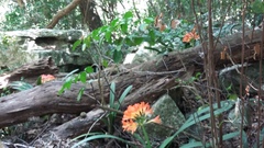 Clivia miniata miniata