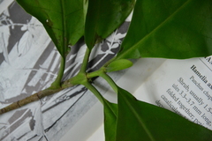 Macrocnemum roseum