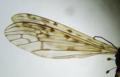 Limonia nubeculosa