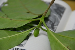 Macrocnemum roseum