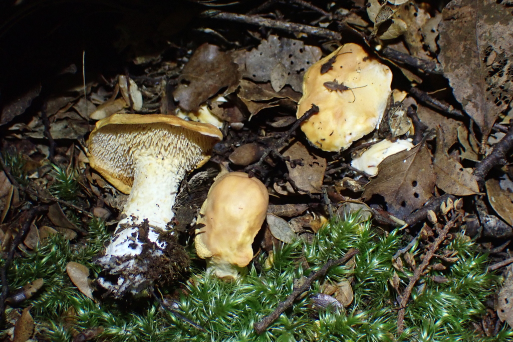 Hydnum wellingtonii · August 2025 · photo: © berardom (iNaturalist, cc-by)