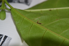 Macrocnemum roseum
