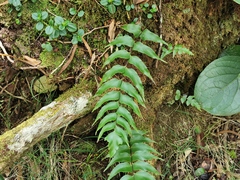 Asplenium nitens
