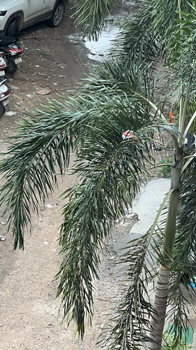 Foxtail Palm
