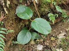 Monimia rotundifolia