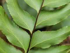 Asplenium nitens