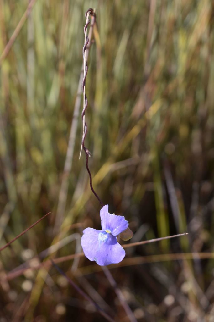 Utricularia spiralis Sm.