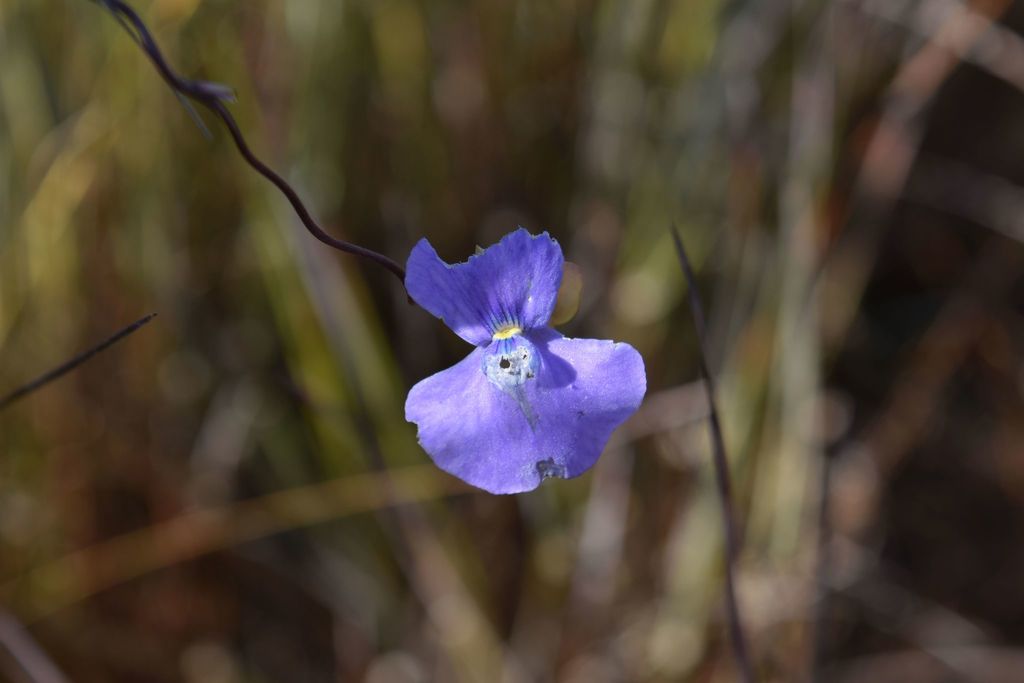 Utricularia spiralis Sm. 2