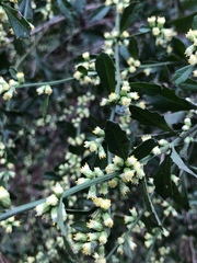 Baccharis glomeruliflora