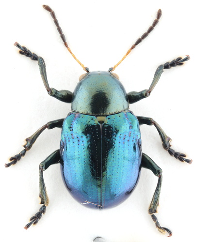 Typophorus nigritus (Fabricius, 1801)
