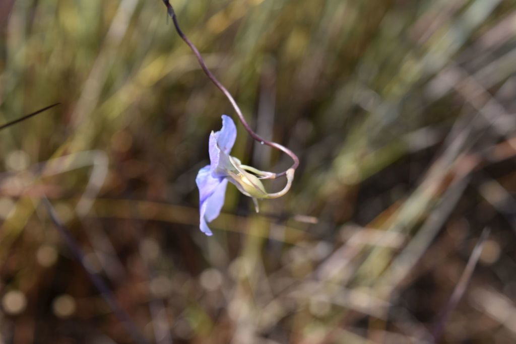 Utricularia spiralis Sm. 3