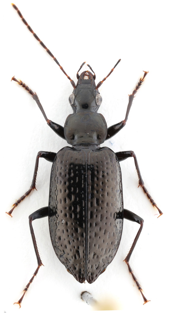 Platynus scriptellus