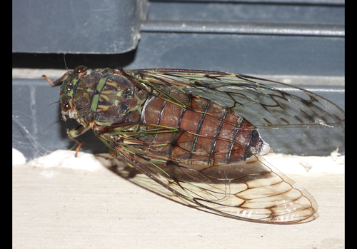 Trombonia linearis