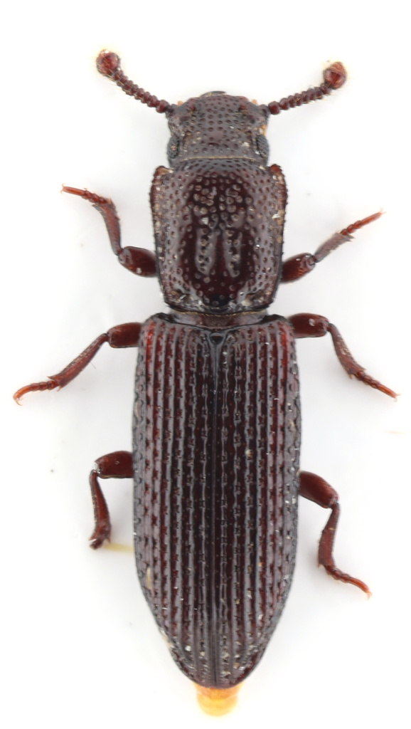 Pycnomerus biimpressus