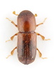 Xyleborus volvulus - Photo (c) prioninae_eu, some rights reserved (CC BY-NC)