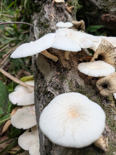 Lentinus squarrosulus