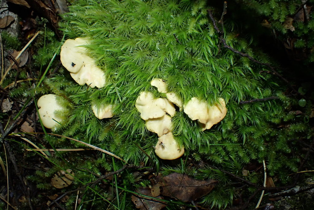 Hydnum crocidens · August 2025 · photo: © berardom (iNaturalist, cc-by)