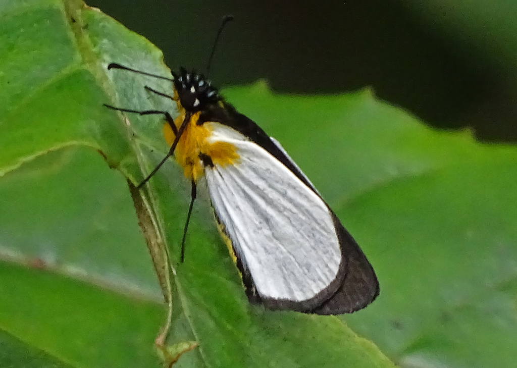 Malagasy Sylphs