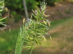 Anthoxanthum aristatum