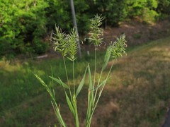 Anthoxanthum aristatum