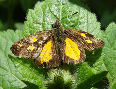 Hovala saclavus