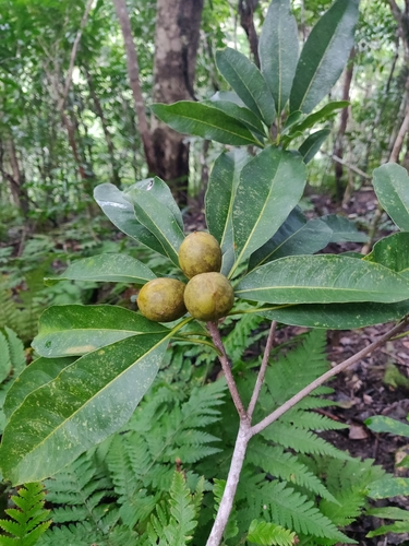 Pittosporum simsonii observed 2025-08-16