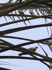 Streptopelia senegalensis