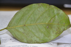 Heisteria acuminata