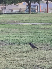 Acridotheres tristis