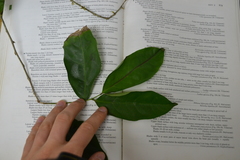 Lacistema aggregatum