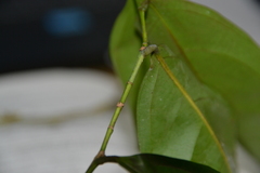 Lacistema aggregatum