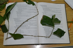 Lacistema aggregatum