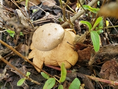 Myriostoma