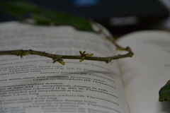 Lacistema aggregatum